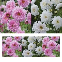 Collection Graines De 3 Cosmos Doubles