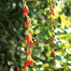Goji Instant Success - Lycium Barbarum