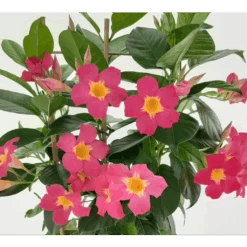 Dipladenia Diamantina Quartz Pink & Yellow