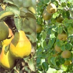 Duo Pollinisateur De Poiriers Bio Pour Une Récolte étalée